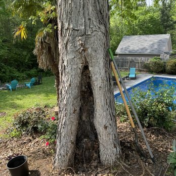 Cowboy Tree Care - Tree trunk was starting to hollow. - Tree Services Near Me Cowboy Tree Care - Tree trunk was starting to hollow. - Tree Services Near Me