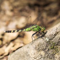 Gifford Pinchot State Park - Female Eastern Pondhawk about to eat her lunch. O-o