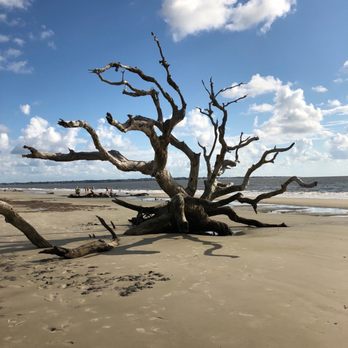 Driftwood Beach - Beaches Near Me - Jekyll Island, Georgia Driftwood Beach - Beaches Near Me - Jekyll Island, Georgia