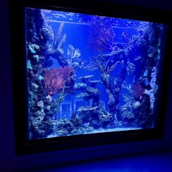 So Cal Aquatic Life Service - 850 gallon room divider aquarium