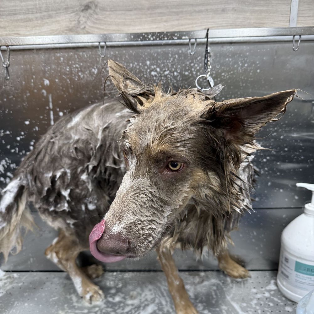 Pet Lovers Mobile Pet Grooming - Splishy splashy! - Pet Groomers Near Me Pet Lovers Mobile Pet Grooming - Splishy splashy! - Pet Groomers Near Me