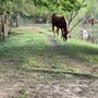Tekoa Ranch Horse Boarding