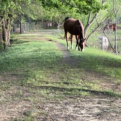 Tekoa Ranch Horse Boarding
