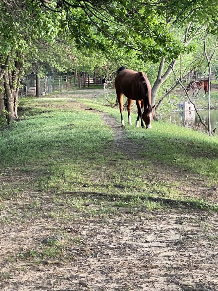 Tekoa Ranch Horse Boarding - equestrian in Broken Arrow, OK