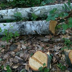 Lucas Tree Experts - After Lucas Tree