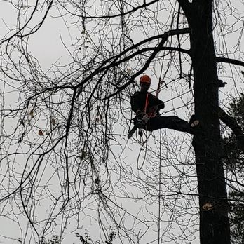 Black Diamond Landscaping and Tree Service - a man in a tree - Tree Services Near Me Black Diamond Landscaping and Tree Service - a man in a tree - Tree Services Near Me