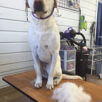 Wags - De-shedding services available! - Pet Groomers Near Me - Mountain Home, Idaho Wags - De-shedding services available! - Pet Groomers Near Me - Mountain Home, Idaho