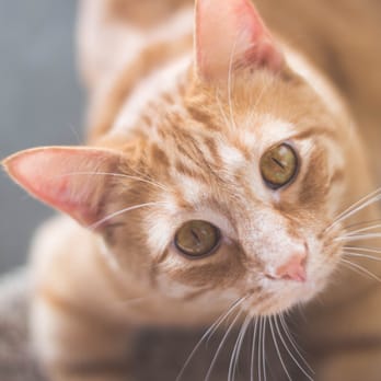 Simply Cats Adoption Center - Animal Shelters Near Me - Boise, Idaho