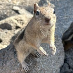 Town of Estes Park - Ground Squirrel