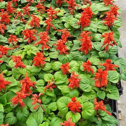 Gardeners Outlet - Red salvia