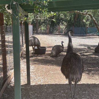 Kindred Spirits Care Farm - Emu - Animal Shelters Near Me - Chatsworth, California Kindred Spirits Care Farm - Emu - Animal Shelters Near Me - Chatsworth, California