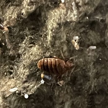 Skyline Village - Bedbugs and eggs infested in mother's lounge chair that we had to replace. - Retirement Homes Near Me - Homewood, Alabama