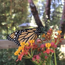 Butterfly Pavilion - Monarchs love milkweed and they do sell milkweed plants of multiple varieties.
