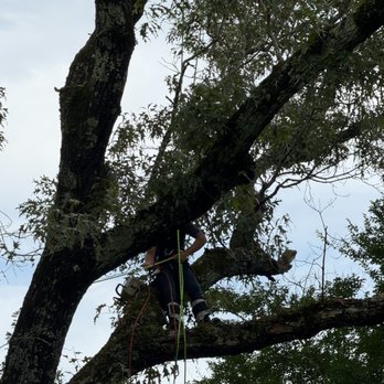 Dead or Alive Tree Service - Cutting a large dead limb over my house. - Tree Services Near Me - Pineville, Louisiana Dead or Alive Tree Service - Cutting a large dead limb over my house. - Tree Services Near Me - Pineville, Louisiana