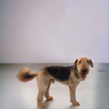 Denali's Pet Spa - Airedale Terrier - Pet Groomers Near Me - Wasilla, Alaska Denali's Pet Spa - Airedale Terrier - Pet Groomers Near Me - Wasilla, Alaska