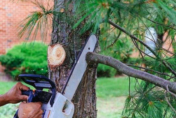 Tree Tech Services - tree service in Sacramento, CA