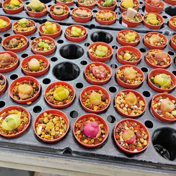 Serres Lavoie - They have lots of unusual plants. These are mesembs. - Nurseries & Gardening Near Me - Laval, Quebec