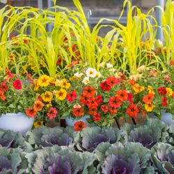 Chesterfield Valley Nursery