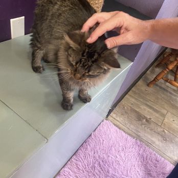 PHX Cat Cafe - Chaz - Pet Adoption Near Me - Phoenix, Arizona PHX Cat Cafe - Chaz - Pet Adoption Near Me - Phoenix, Arizona