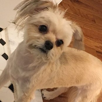 Crossbronx Pet Shop - My dog has been sad and shaky since I made that dreadful decision to allow these incompetent people to cut her hair.  I'm pissed - Pet Stores Near Me - Bronx, New York