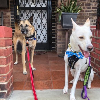 Korean K9 Rescue - Juno and Bowie - Animal Shelters Near Me - Astoria, New York