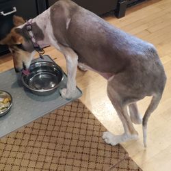 Burleigh Road Animal Hospital - All fur shaved off collie without owner's consent