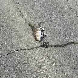 Rodent issue