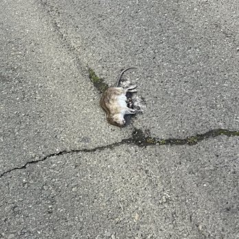 Extra Space Storage - Rodent issue - Self Storage Near Me - Oakland, California