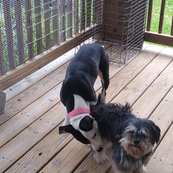 Spca Ruth Steinert Memorial - This are the dogs we got to surrender cuz we move to a small apartment and they don't except dogs. I really need them to be in a nice place.