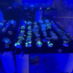 Coral frags Coral frags
