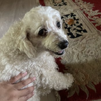 Leeward Pet Clinic - Tofu - Veterinarians Near Me - Aiea, Hawaii Leeward Pet Clinic - Tofu - Veterinarians Near Me - Aiea, Hawaii