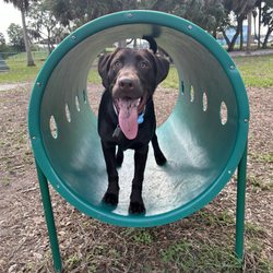 Mobbly Bayou Dog Park - Dog, park, outdoors, pet friendly, animals, nature