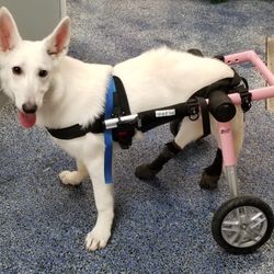 Ross Animal Hospital & rehabilitation Center, PC - Evie getting used to her new wheels!