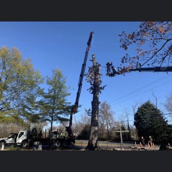 The Tree Surgeon - Another photo of the crane and man lift in action. - Tree Services Near Me - Marshall, Virginia The Tree Surgeon - Another photo of the crane and man lift in action. - Tree Services Near Me - Marshall, Virginia