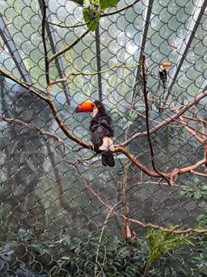 Woodland Park Zoo by null