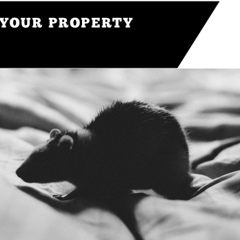 Valley Pest Control - Pest Control Near Me - Oshkosh, Wisconsin Valley Pest Control - Pest Control Near Me - Oshkosh, Wisconsin