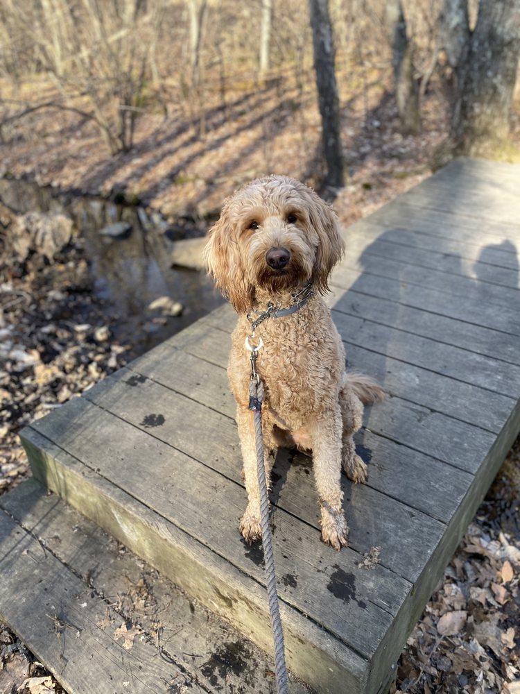 K9 VENTURES Updated October 2024 27 Photos Pawtucket, Rhode Island Pet Sitting Hours