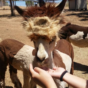 La Dolce Vita Alpacas - Pet Services Near Me - Ramona, California
