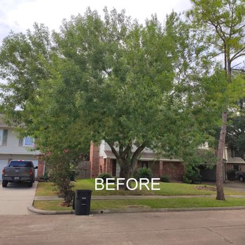 OM Tree Service - Before. Overgrown tree. This picture doesn't show the tree branches growing over the street which hits trucks when they drive by. - Tree Services Near Me - Houston, Texas