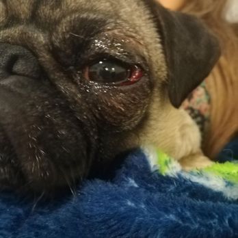 Jan's Dog Grooming - Took our pug in for a simple nail trimming. An hour after getting her home, her eye was swelling and was bloodshot. - Pet Groomers Near Me - Vancouver, Washington Jan's Dog Grooming - Took our pug in for a simple nail trimming. An hour after getting her home, her eye was swelling and was bloodshot. - Pet Groomers Near Me - Vancouver, Washington