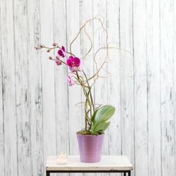 Lakeview Floral & Gifts - Oahu. A gorgeous orchid plant in a matching ceramic container.