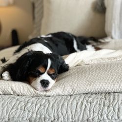 Baltimore Boutique Pet Care
