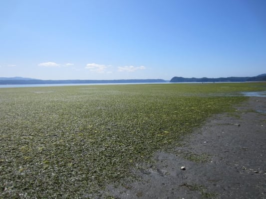 Dosewallips State Park by null