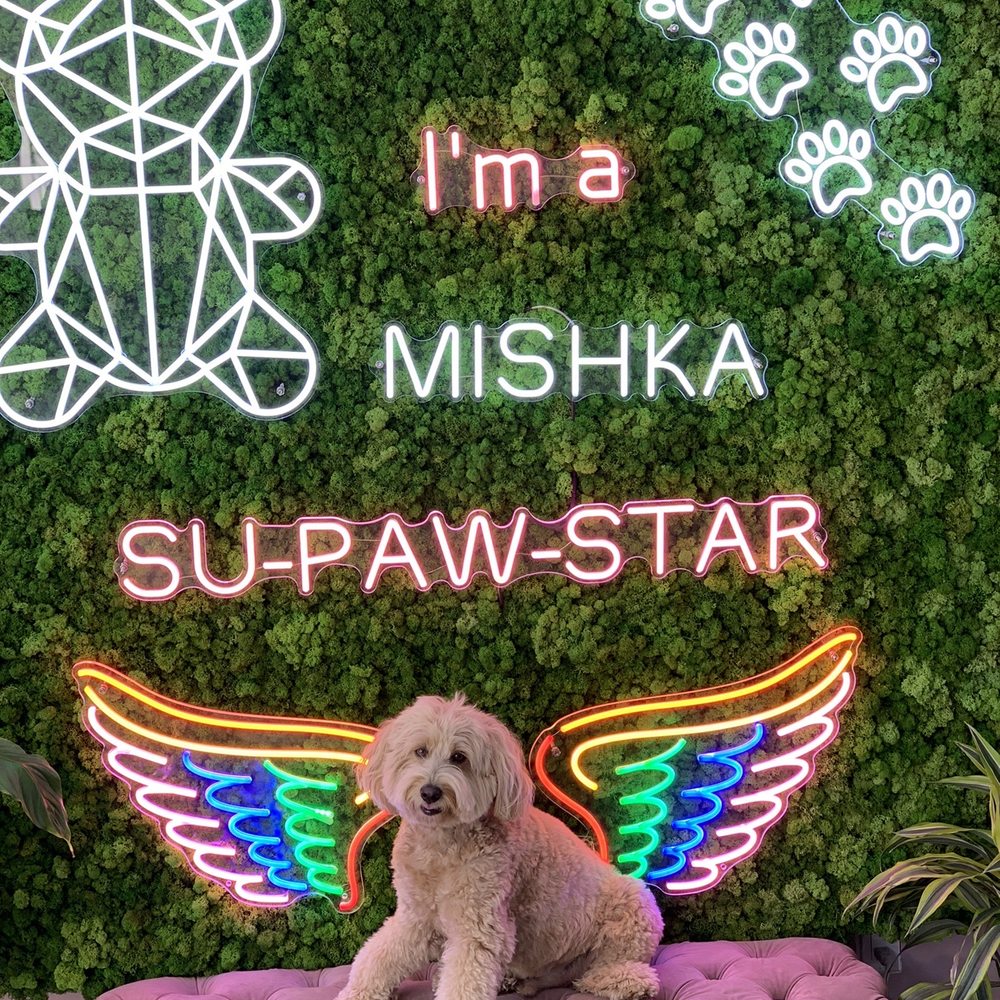 Mishka - Yay! We made it to the new bigger location across Union. Charlie Doodle LOVED the store and his Mishka yummies. - Pet Stores Near Me - San Francisco, California Mishka - Yay! We made it to the new bigger location across Union. Charlie Doodle LOVED the store and his Mishka yummies. - Pet Stores Near Me - San Francisco, California