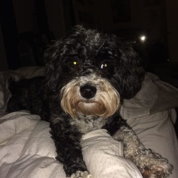 Dirty Dog - Ca$$ius Clay - Pet Groomers Near Me - Austin, Texas Dirty Dog - Ca$$ius Clay - Pet Groomers Near Me - Austin, Texas