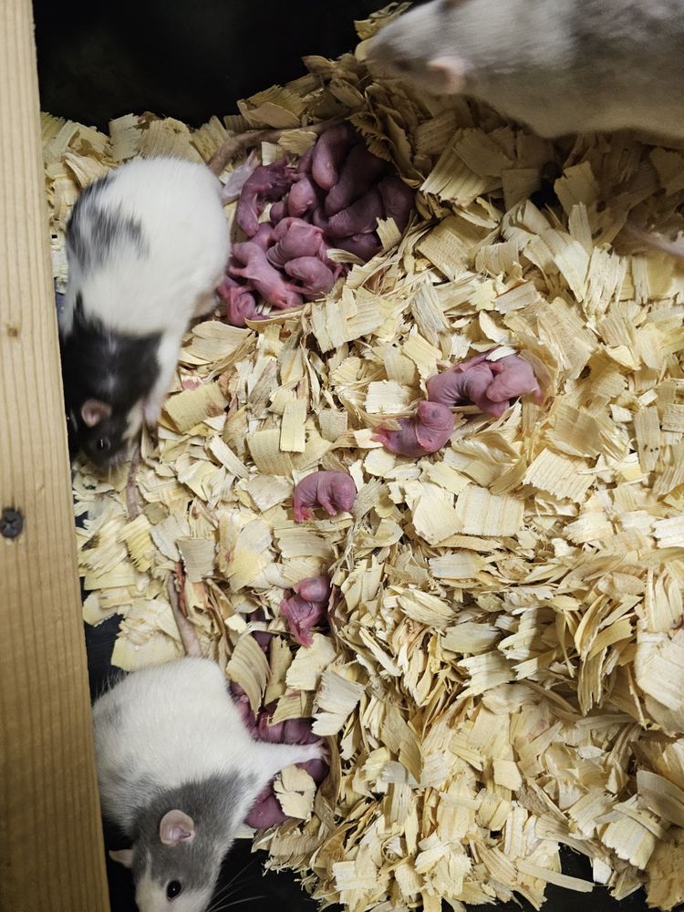 Gardner Exotics - reptile breeding in Somerset, PA