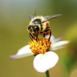 Xtreme Termite & Pest Control - Termite Services in