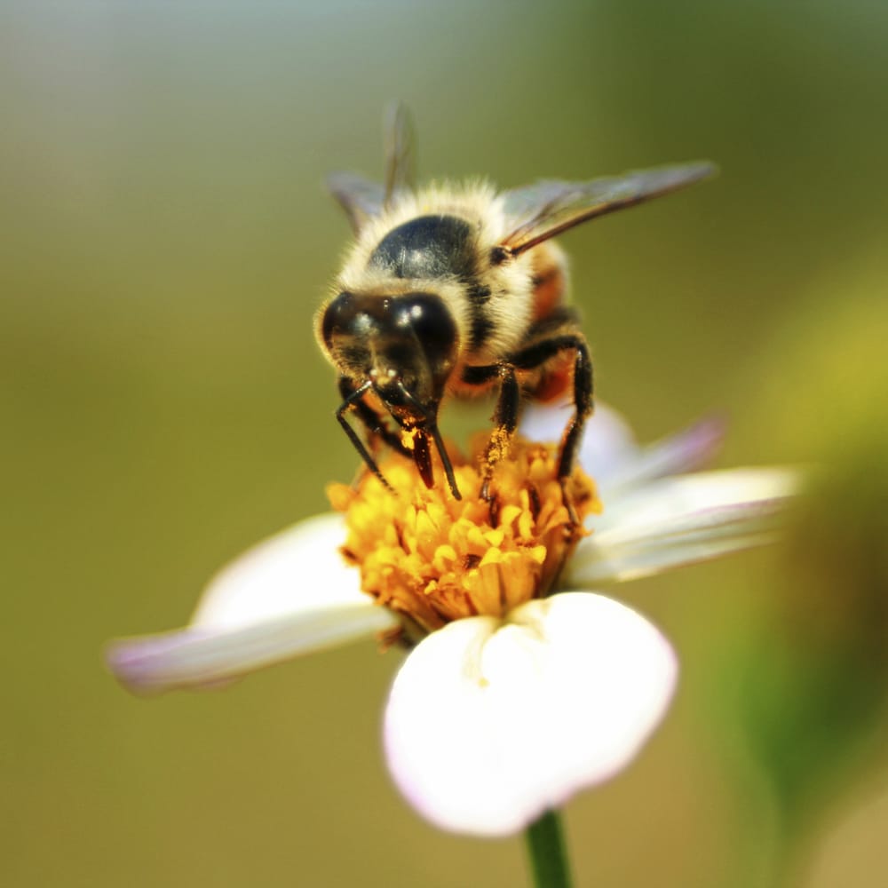 XTREME TERMITE & PEST CONTROL Updated June 2024 3116 Shetland Ln, Myrtle Beach, South