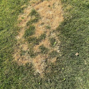 Pipo's Lawn Care - The green in the center is after several heavy soakings. As you can see from my shoe this is a large spot. - Lawn Services Near Me - Burbank, Washington Pipo's Lawn Care - The green in the center is after several heavy soakings. As you can see from my shoe this is a large spot. - Lawn Services Near Me - Burbank, Washington