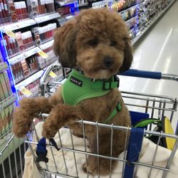 After the Vet-There's shopping to enforce "positive experience memory."